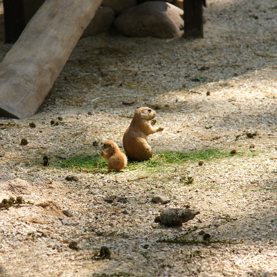 Prairie Dogs, par Xavier E. G. Dierick